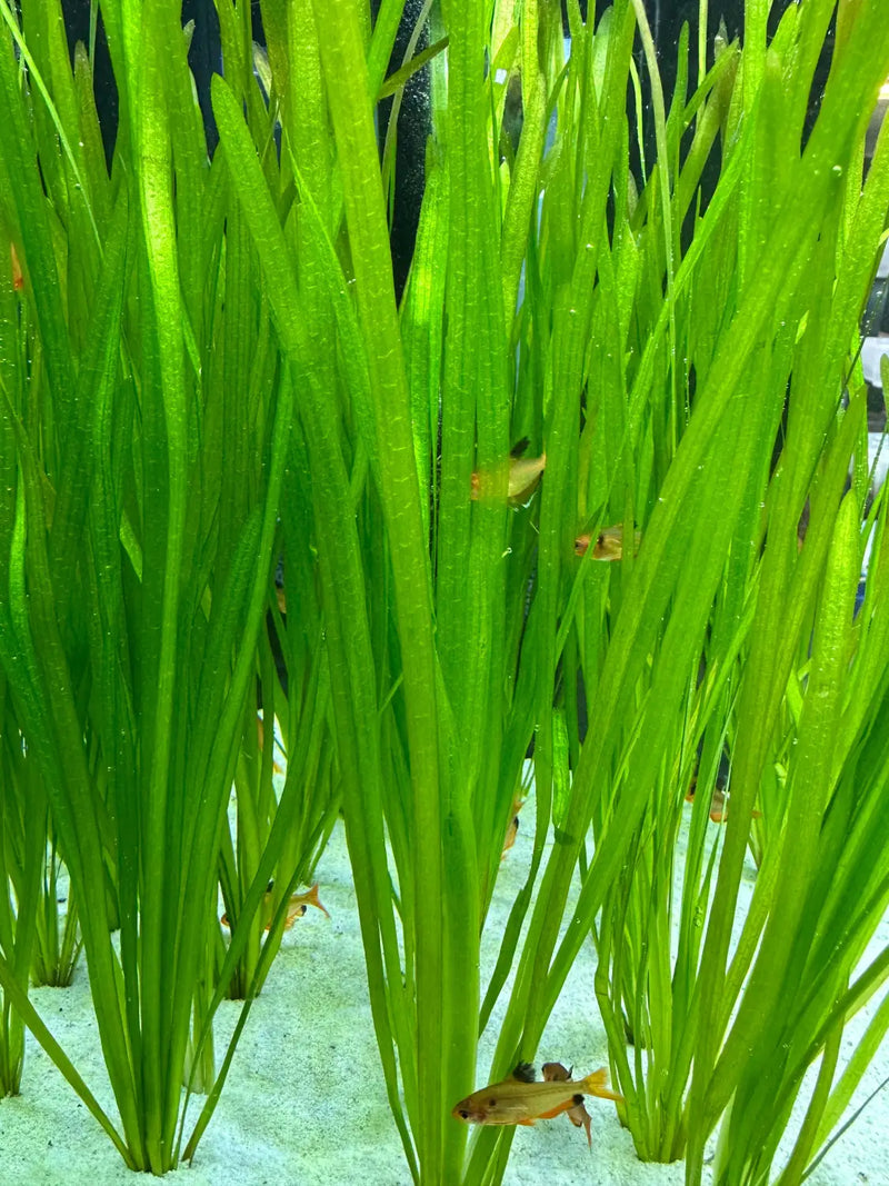 Vallisneria Spiralis Easy Background Plant