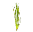 Vallisneria Spiralis green aquatic plant with slender leaves and white base