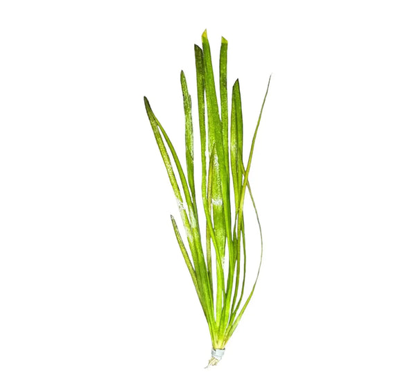 Vallisneria Spiralis green aquatic plant with long slender leaves