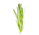 Vallisneria Spiralis green aquatic plant with long slender leaves
