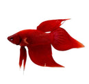 A vibrant red veiltail betta male fish with flowing translucent fins and a sleek elongated body