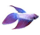A vibrant purple and blue veiltail betta male with flowing translucent fins for aquarium display