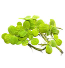 Water Lettuce Portion (Pistia Sp.) - Young Plants - [AquaticMotiv]
