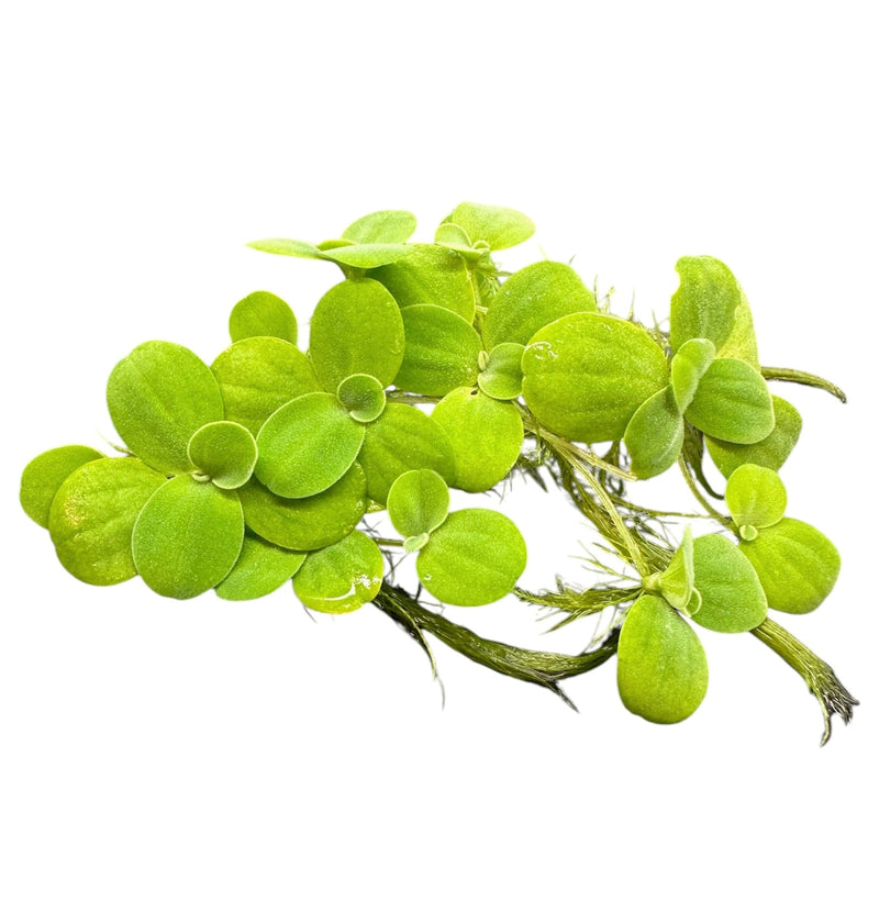 Water Lettuce Portion (Pistia Sp.) - Young Plants - [AquaticMotiv]
