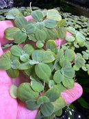 Vibrant young Water Lettuce (Pistia stratiotes) plants with green round leaves