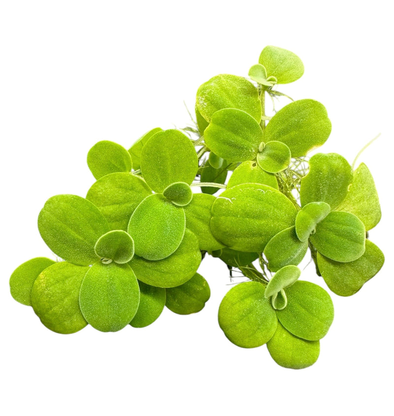 Water Lettuce Portion (Pistia Sp.) - Young Plants - [AquaticMotiv]