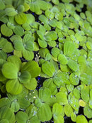 Vibrant green water lettuce young plants with glossy leaves and water droplets