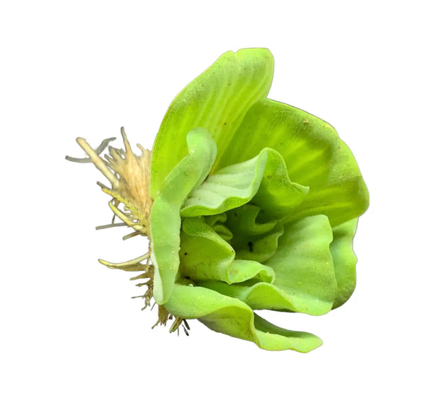 Green Water Lettuce Rosette (Pistia sp.) with layered succulent leaves