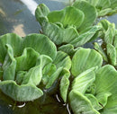 Water Lettuce Rosette (Pistia Sp.) - AquaticMotiv