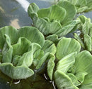 Green glossy water lettuce rosette Pistia sp. with scalloped leaf edges