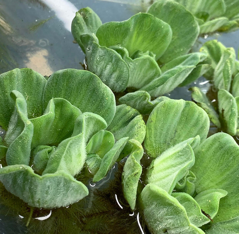 Water Lettuce Rosette (Pistia Sp.) - AquaticMotiv