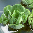 Water Lettuce Rosette (Pistia Sp.) - AquaticMotiv