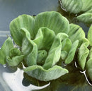 Green leafy Water Lettuce Rosette (Pistia Sp.) with ruffled edges floating on water