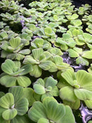Vibrant yellow-green Water Lettuce Rosette (Pistia sp.) in tray