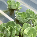 Water Lettuce Rosette (Pistia Sp.) green aquatic plant with broad floating leaves