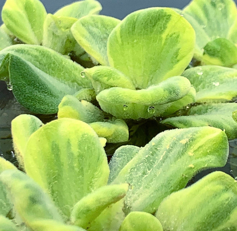 Water Lettuce Variegated (Pistia Sp.) - AquaticMotiv