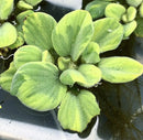 Vibrant green fuzzy water lettuce variegated Pistia sp. floating on dark water