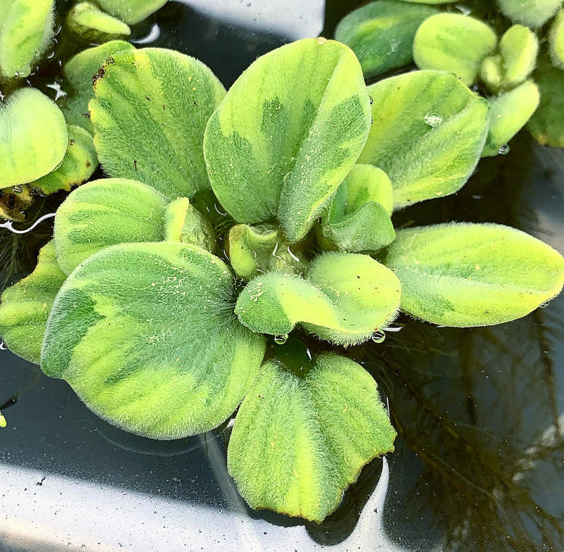 Water Lettuce Variegated (Pistia Sp.) - AquaticMotiv