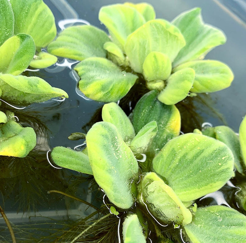 Water Lettuce Variegated (Pistia Sp.) - AquaticMotiv