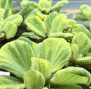 Variegated water lettuce Pistia sp. with bright green paddle leaves floating on calm water
