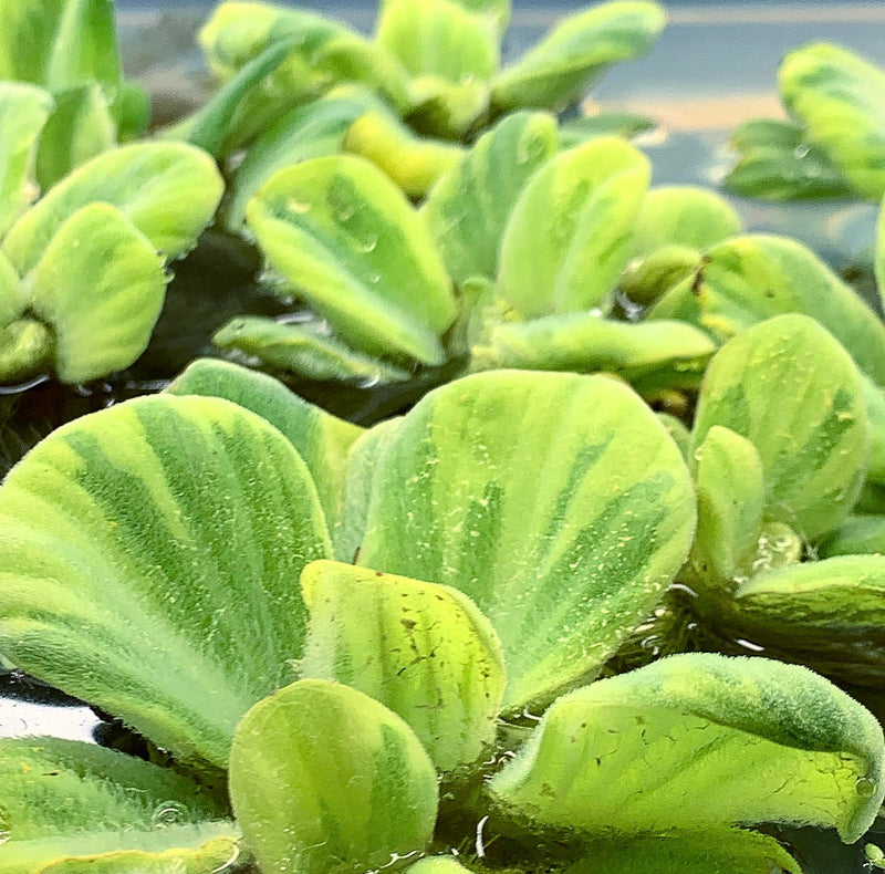 Water Lettuce Variegated (Pistia Sp.) - AquaticMotiv