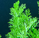 Vibrant green Water Sprite fern with delicate aquatic fronds
