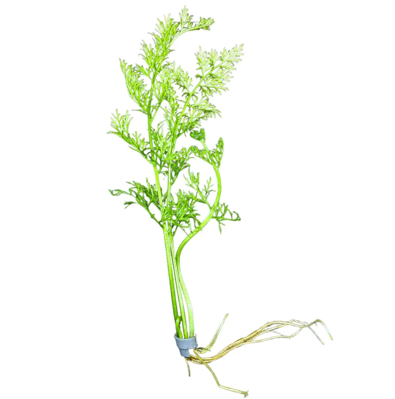 Water Sprite green aquatic plant with delicate fronds and roots for aquariums