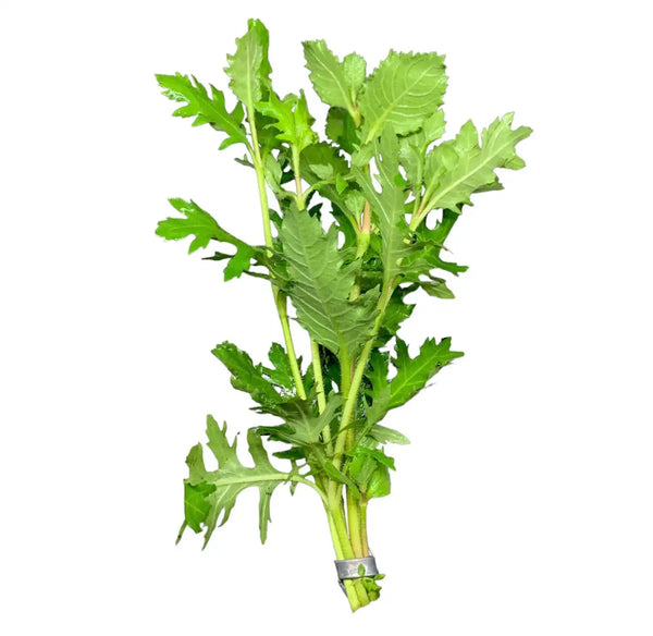 Bundle of Water Wisteria Hygrophila difformis with serrated green leaves