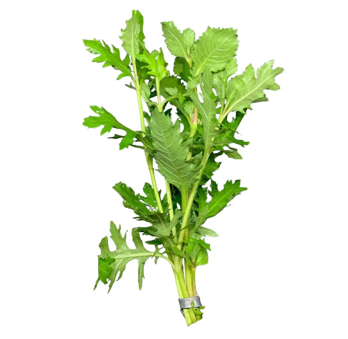Water Wisteria Hygrophila difformis Easy Grower