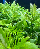 Water Wisteria (Hygrophila difformis) Pot - [AquaticMotiv]