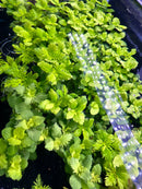 Water Wisteria (Hygrophila difformis) Pot - [AquaticMotiv]