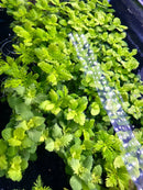 Water Wisteria plant in black polka dot handled pot