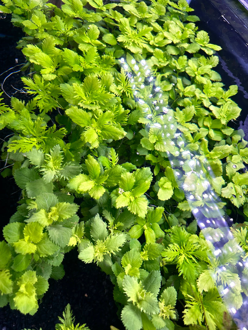 Water Wisteria (Hygrophila difformis) Pot - [AquaticMotiv]