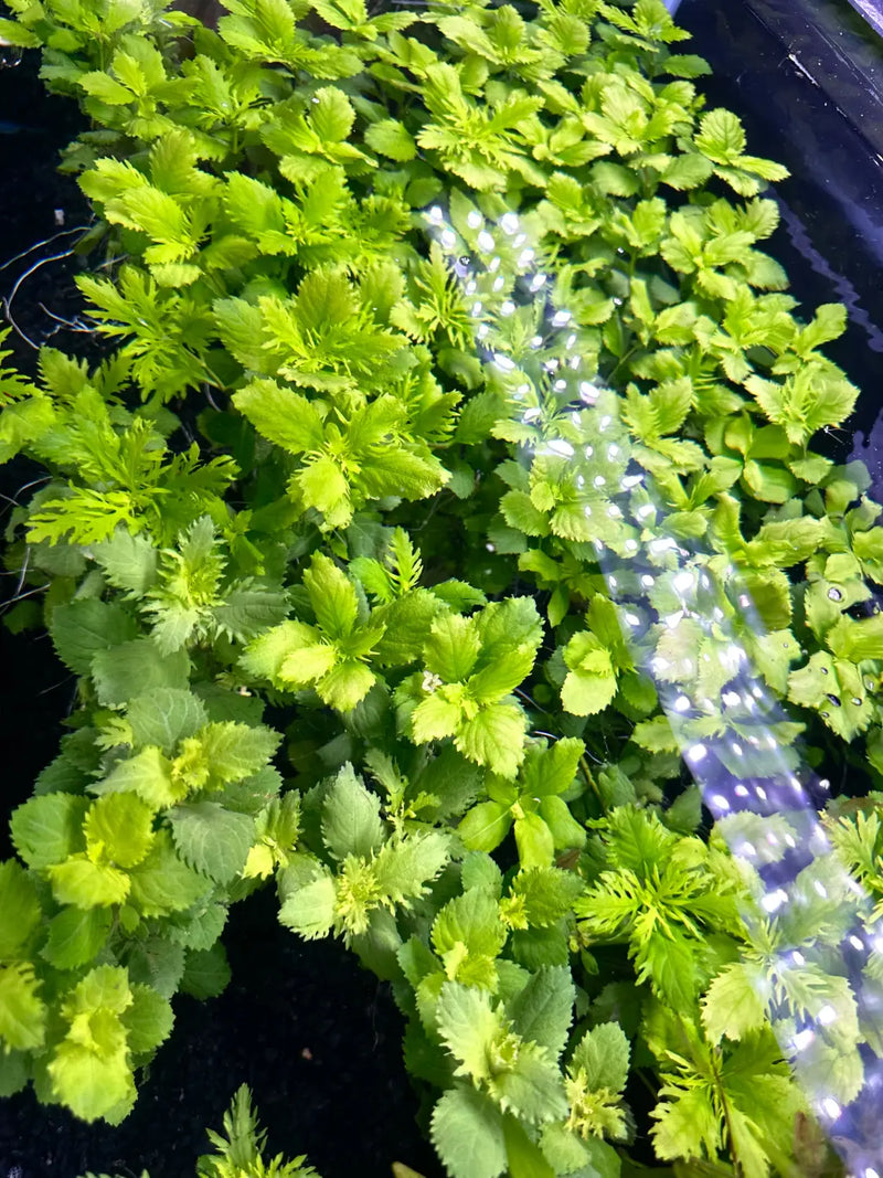 Water Wisteria plant in black polka dot pot