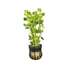 Black and gold striped pot with Water Wisteria plant
