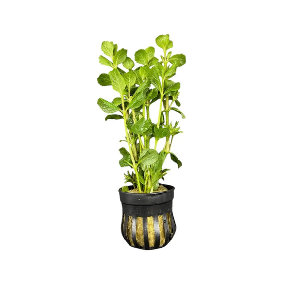 Black and gold striped pot with Water Wisteria plant