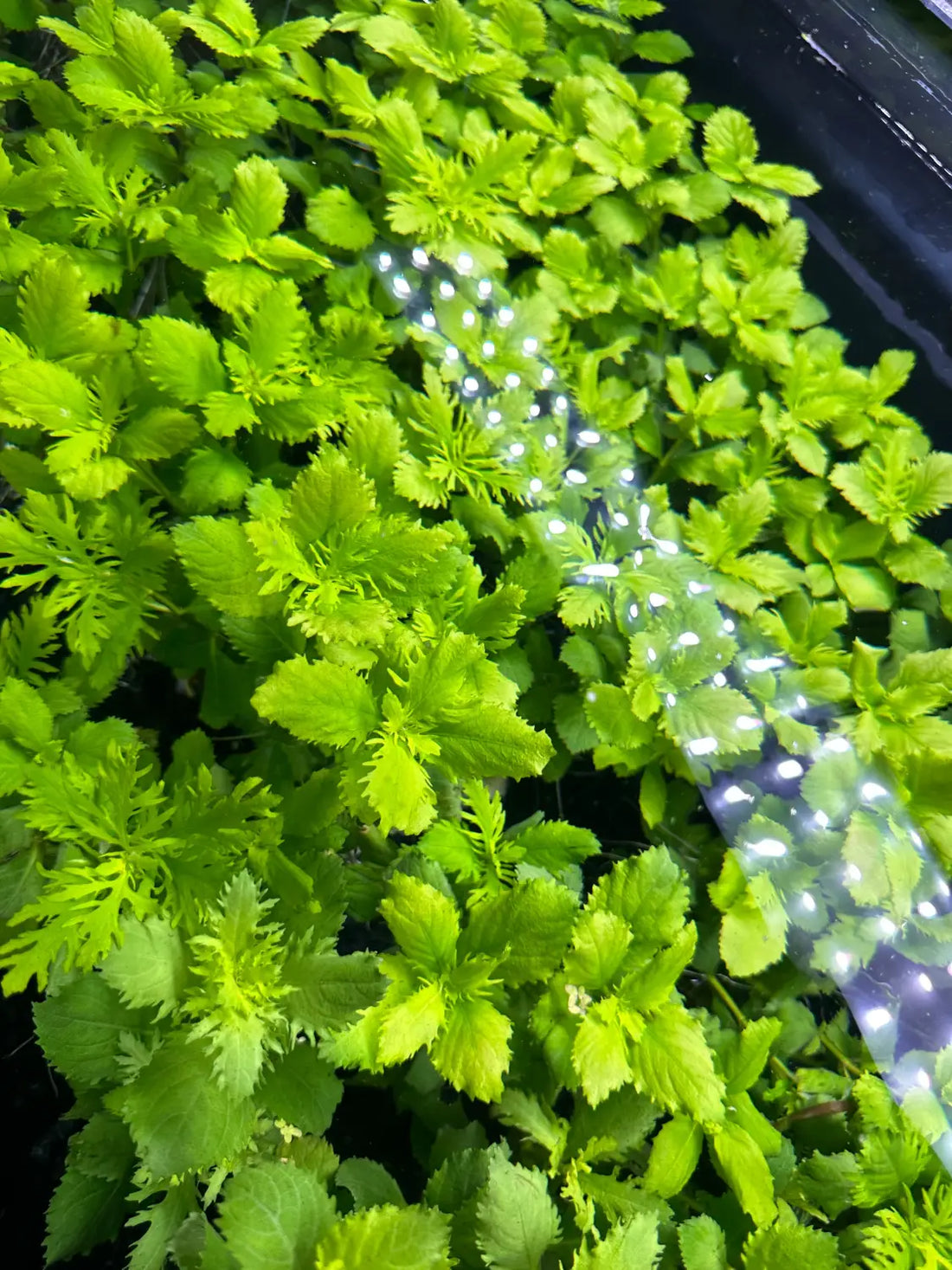 wisteria plant in a pot Water Wisteria Hygrophila difformis for Sale