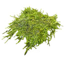 Weeping Moss 3x3 Mat Vesicularia Ferriei green moss wall art