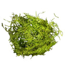 Green Weeping Moss Vesicularia Ferriei ball with natural texture