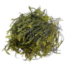 Willow Moss (Fontinalis Antipyretica) Portion - [AquaticMotiv]