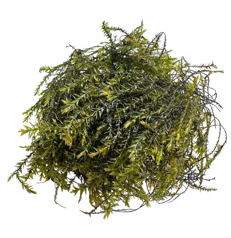 Willow Moss (Fontinalis Antipyretica) Portion - [AquaticMotiv]