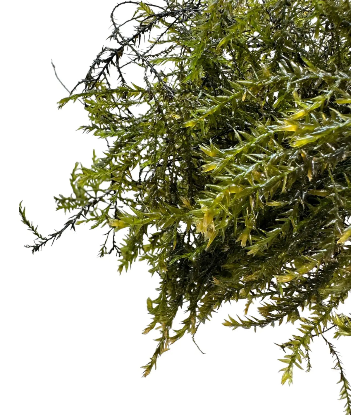 Willow Moss Portion Fontinalis antipyretica