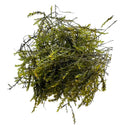 Dense cluster of Willow Moss (Fontinalis antipyretica) with green-yellow needle-like leaves