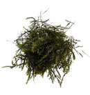 Dense Willow Moss (Fontinalis antipyretica) with feathery fronds