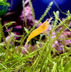 Yellow Goldenback Shrimp with translucent legs on aquatic plants