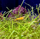 Yellow Goldenback Shrimp - AquaticMotiv