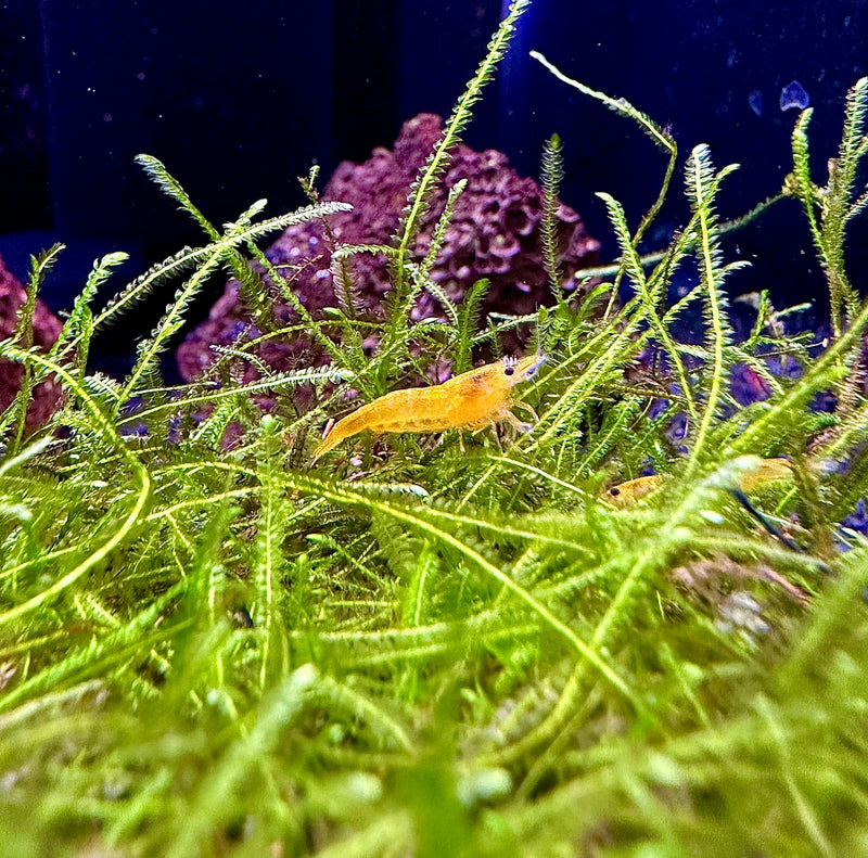 Yellow Goldenback Shrimp - AquaticMotiv