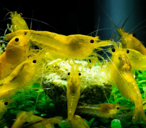 Yellow Goldenback Shrimp aquarium decor set with green plants and rocks