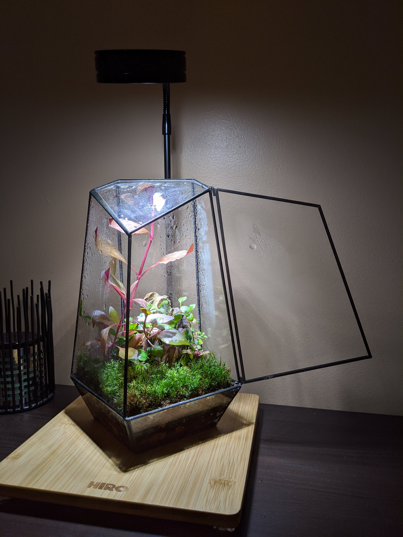 Indoor Plant Geometric Glass Vessel Container for Succulent Moss Plant Terrarium 10.5" High - AquaticMotiv
