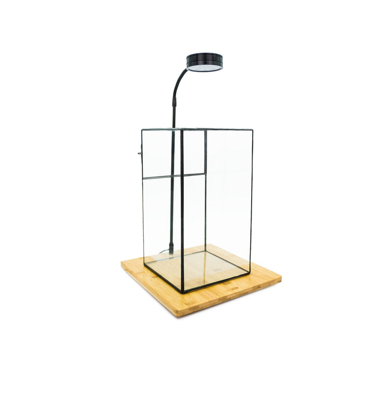 Indoor Plant / Little Forest Glass Vessel Container for Succulent Moss Plant Terrarium - AquaticMotiv